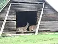 Lamas