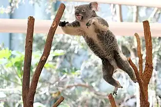 Face ventrale d'un Koala bondissant.