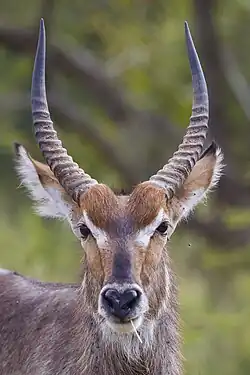 Un cobe à croissant dans le parc national Kruger.