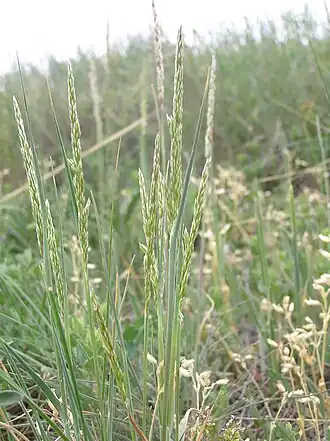 Description de l'image Koeleria macrantha.JPG.