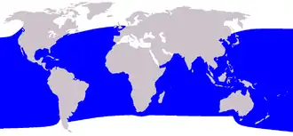 Kogia breviceps