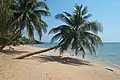 Plage de sable blanc et cocotiers