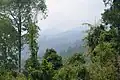 Forêt tropicale humide dense dans les montagnes de l'île de Tarutao.