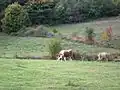 Bétail paissant