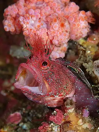 Neoclinus bryope