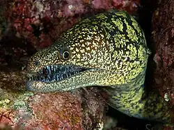 Enchelycore lichenosa