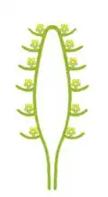 Schéma de spadice
