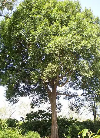Description de l'image Konia tree.jpg.
