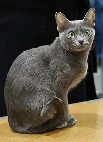 Korat femelle présentée à une exposition féline finlandaise.