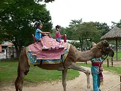 Dromadaire