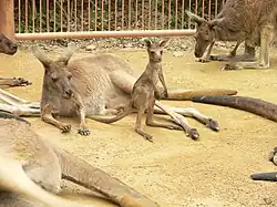 Kangourous