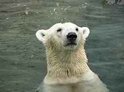 Ours blanc