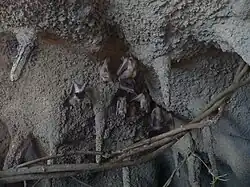 Chauve-souris