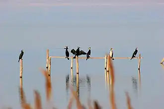 Cormorans.
