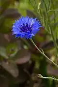 Bleuet