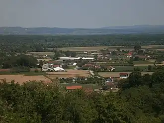 Korovi