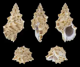 Korrigania fosteri