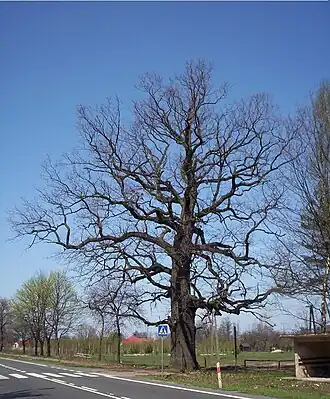 Korytów (Mazovie)