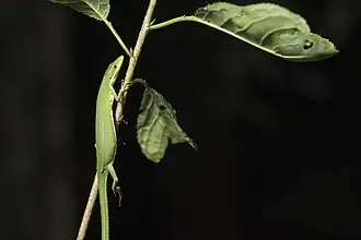 Description de l'image Koshun Grass Lizard imported from iNaturalist photo 150902723 on 22 April 2022.jpg.