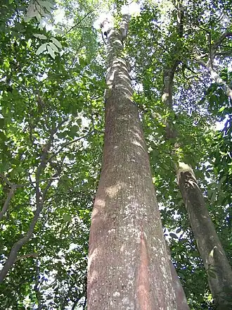 Kostermansia malayana ,