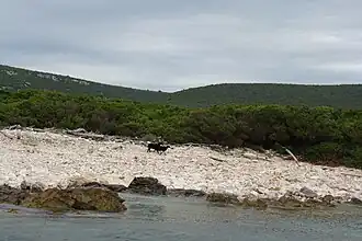 Dragove