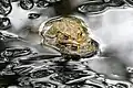 De nombreux petits étangs sont un paradis pour les amphibiens.