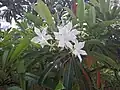 Fleurs et feuilles à Krabi en Thaïlande.