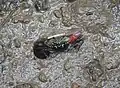 Crabe