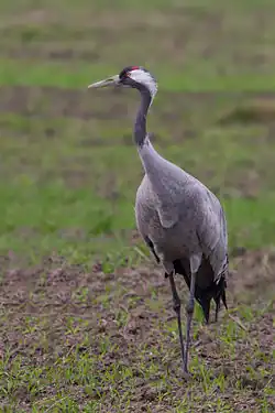 Grue cendrée(Grus grus)