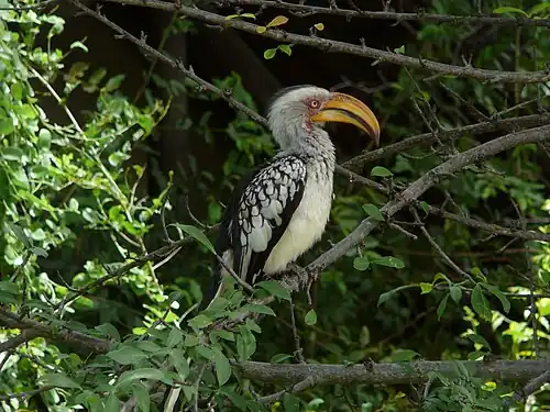 Calao leucomèle.