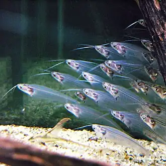 Kryptopterus bicirrhis