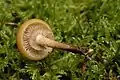 Kuehneromyces mutabilis pied fibreux de la pholiotte