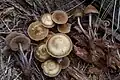 Kuehneromyces lignicola.