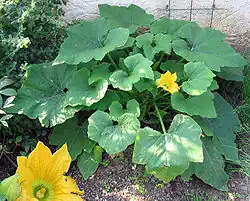 Plante et fleurs.