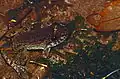 Dicroglossidae Limnonectes kuhlii