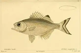 Kuhlia marginata