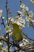 L'oiseau jaune se détache des fleurs blanches.