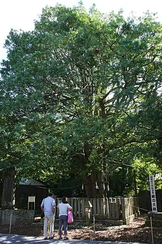 Image illustrative de l’article Arbre sacré nagi