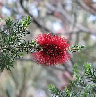 Description de l'image Kunzea baxteri.jpg.