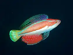 Cirrhilabrus katoi