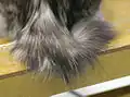 Queue d'un bobtail des Kouriles à poil long.