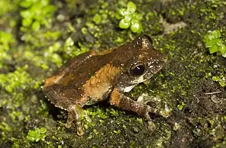 Description de l'image Kurixalus_idiootocus.jpg.
