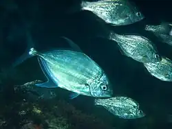 Carangoides ferdau