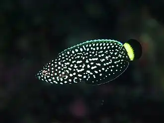 Anampses melanurus
