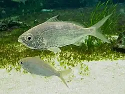Gerres equulus
