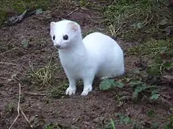 Hermine (Mustela erminea).