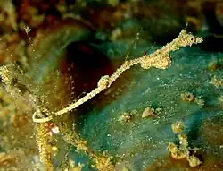 Kyonemichthys rumengani