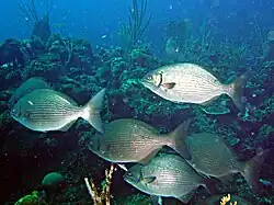 Kyphosus sectatrix