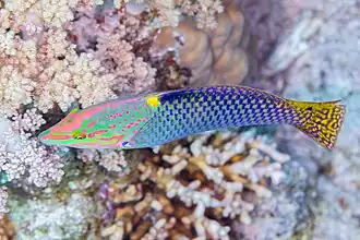 Halichoeres hortulanus