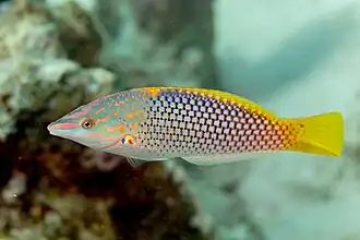 Halichoeres hortulanus en mer Rouge.